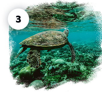 Home sj step 3 - Home